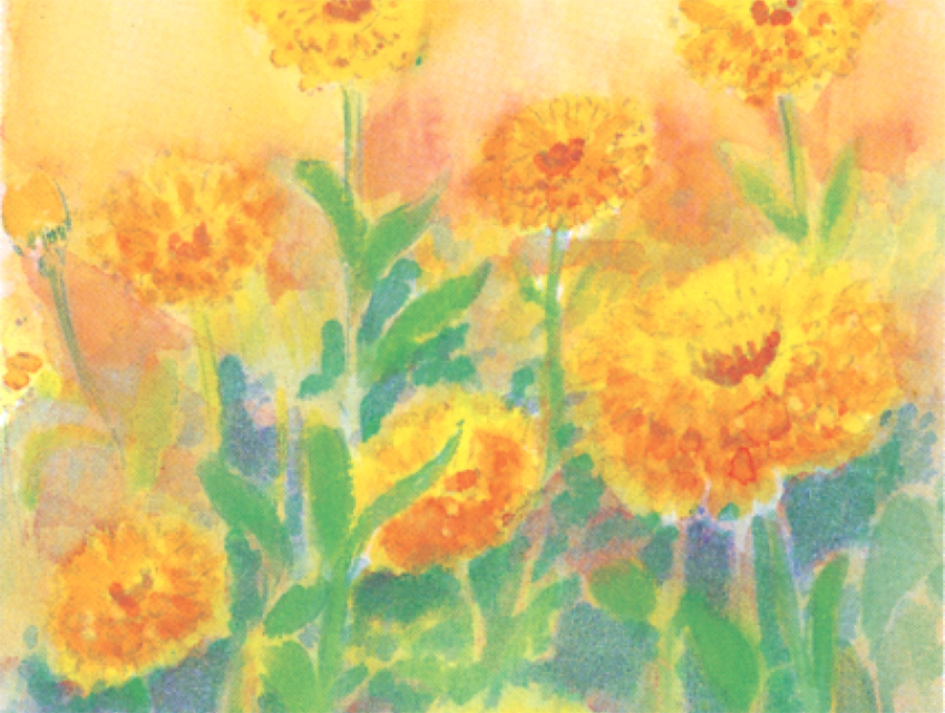 Calendula Serie